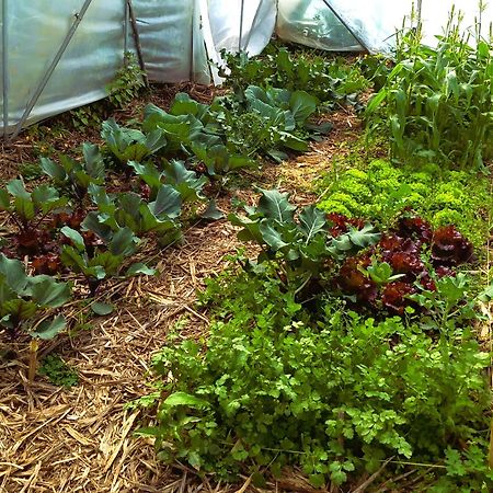 Arambha Ecovillage Farmstay Tabua  Ngoại thất bức ảnh